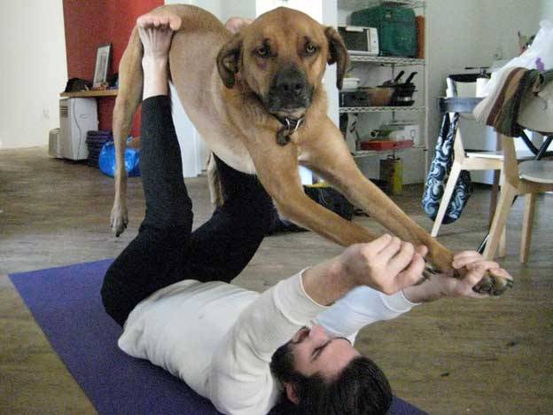 Doga: el yoga con perros