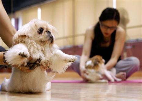 Doga: el yoga con perros