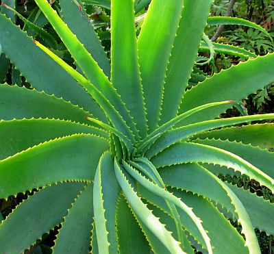 ¡Que no falte un gel de aloe vera en tu maleta!