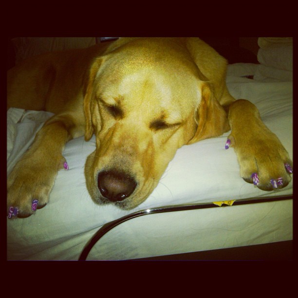 Rihanna, manicurista canina