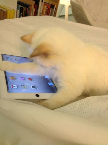 Toma foto mona: El gato de Karl Lagerfeld jugando con un iPad