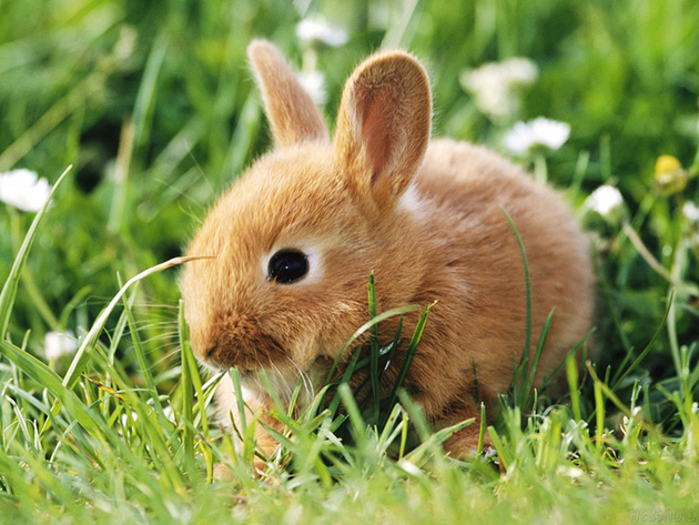 Europa prohibe las pruebas cosméticas en animales 