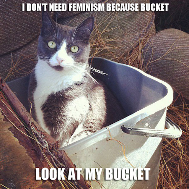 Mujeres y gatos contra feministas
