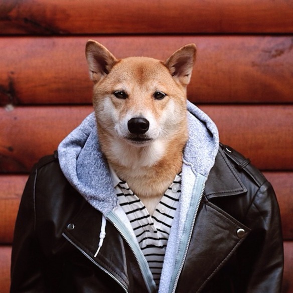 Este perro gana 15.000 dólares al mes como modelo de ropa de hombre