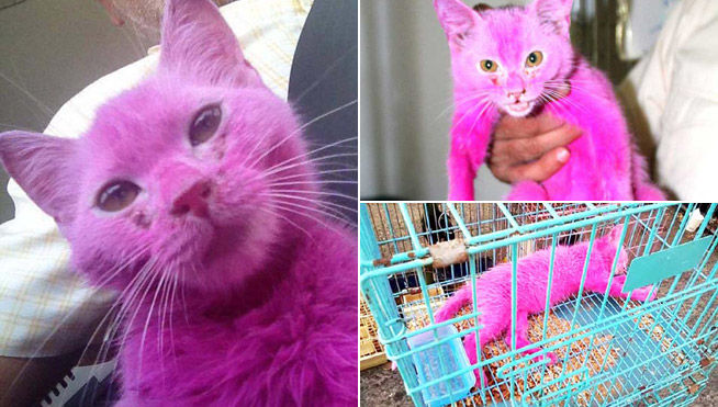 Rescatan a un gato que tenían en una jaula al sol pintado de rosa