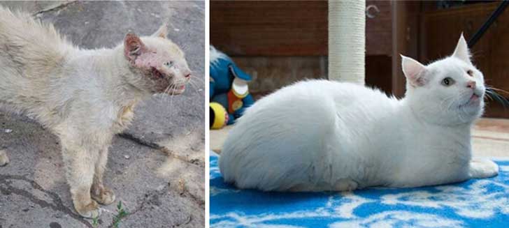 gatos antes y despues de ser adoptados