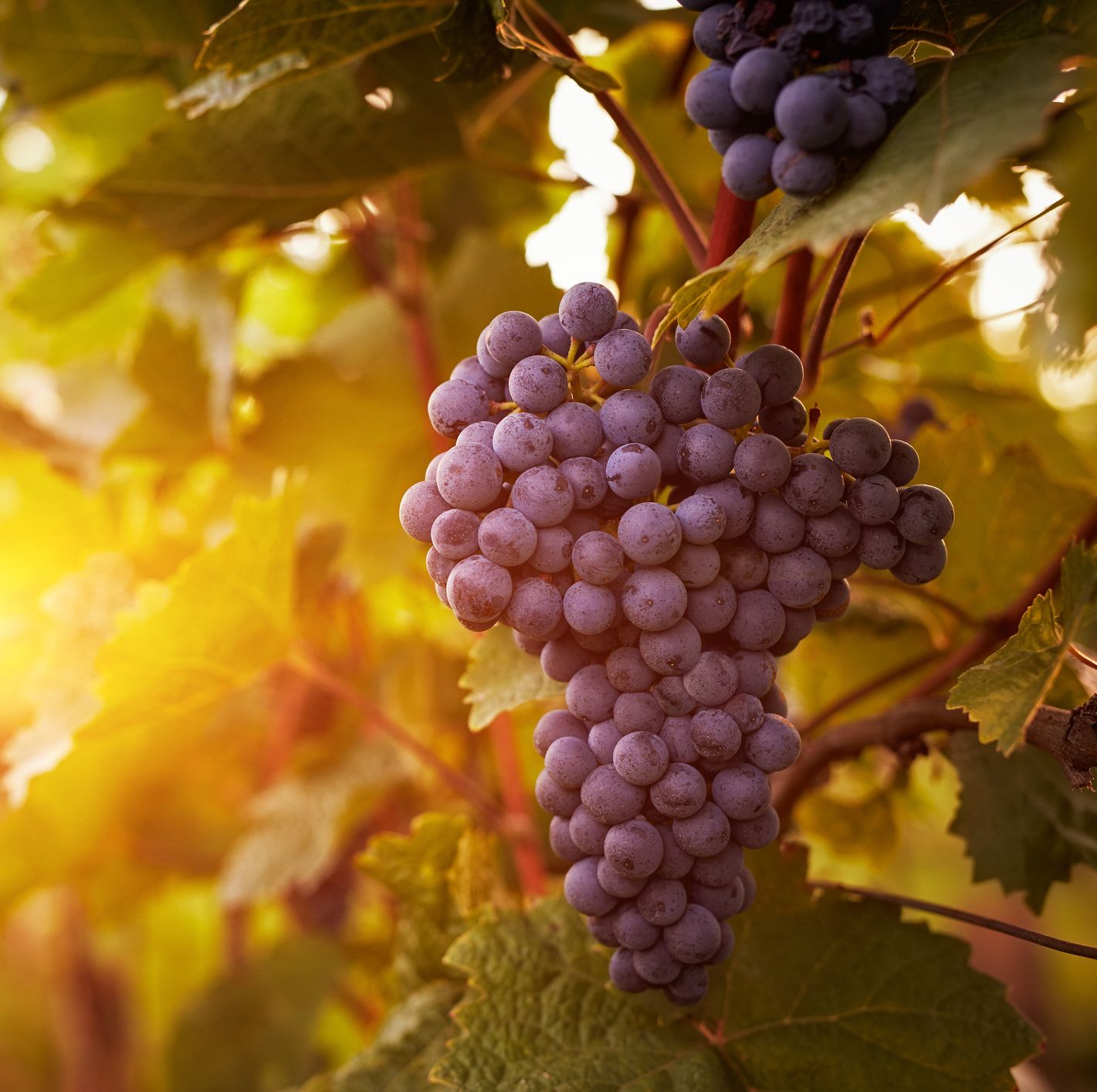 10 beneficios para la salud de las uvas que le harán querer comerse todo el racimo 1