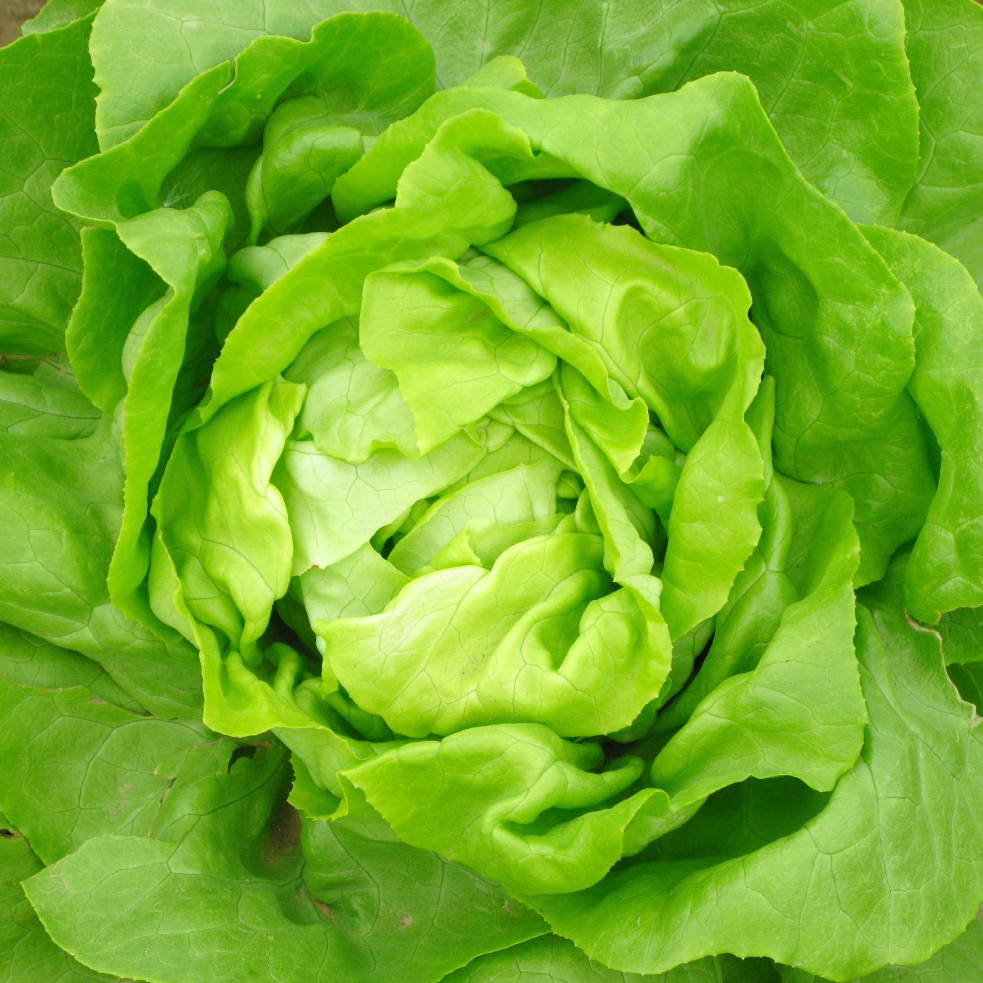 aerial view of a green lettuce head