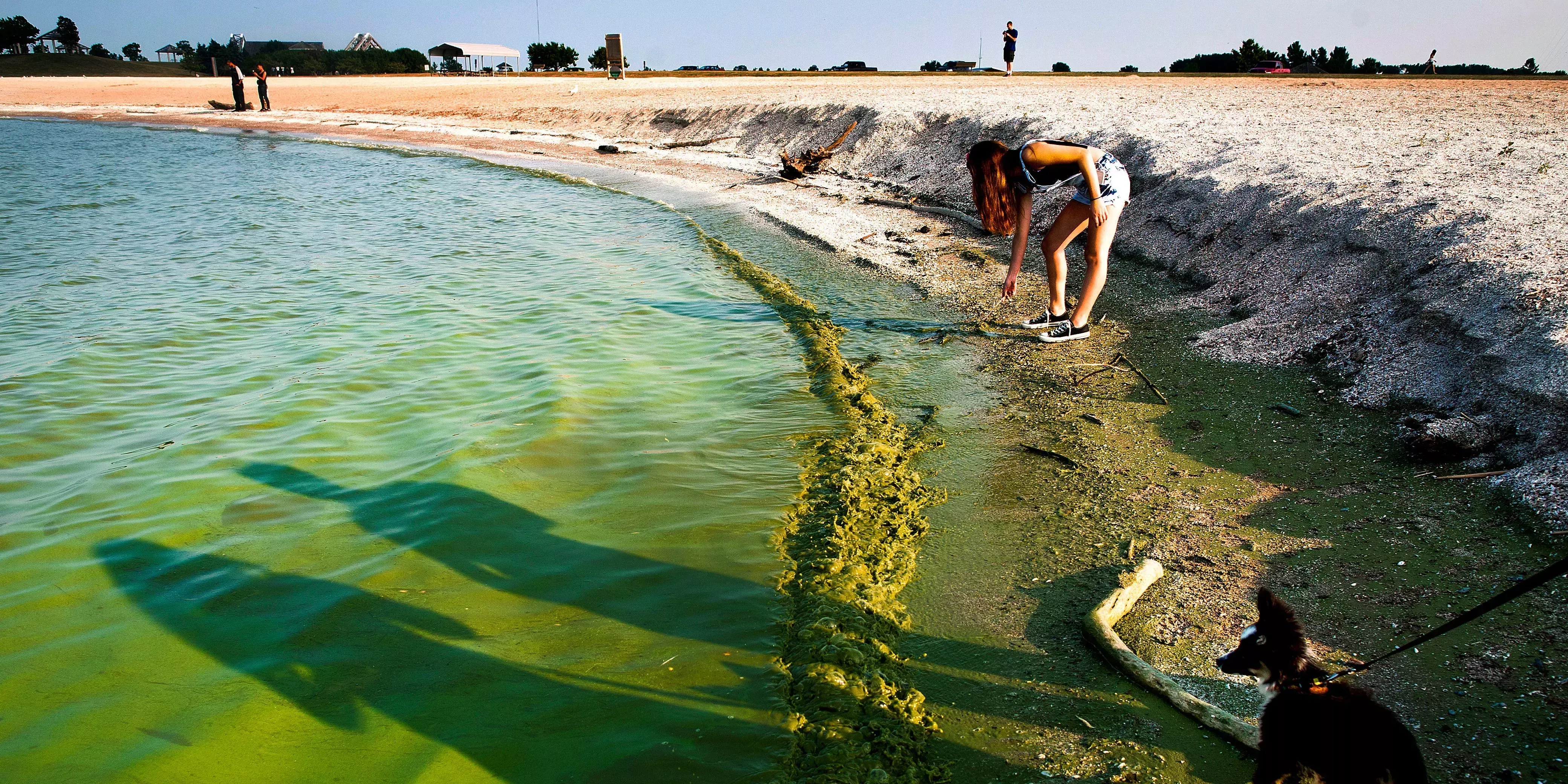 Las floraciones de algas tóxicas están creciendo en lagos y playas de todo Estados Unidos, y los departamentos de salud advierten que pueden envenenar a los niños y matar a las mascotas