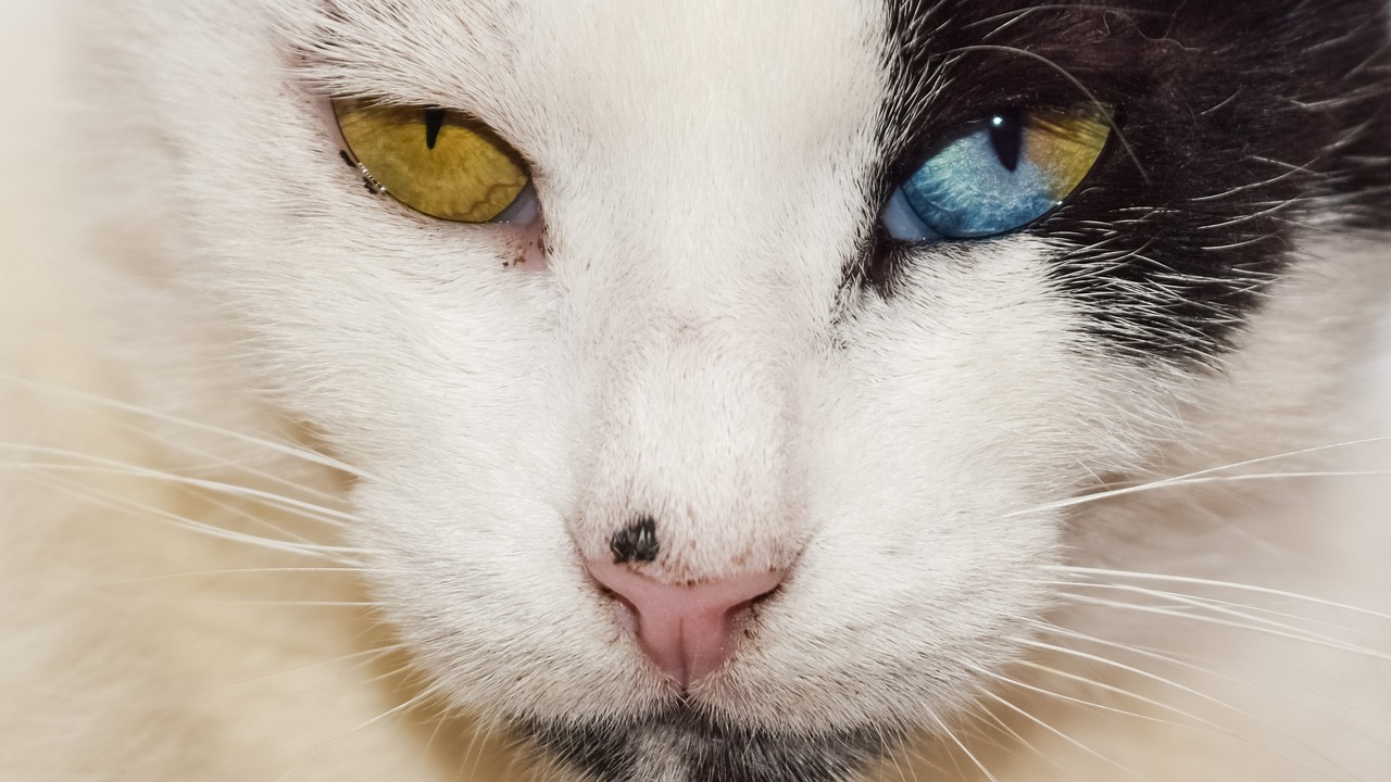 ¿Cuál es el color de ojos más raro del mundo?
