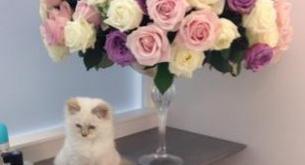 El gato de Karl Lagerfeld tendrá un bolso Chanel en su honor 