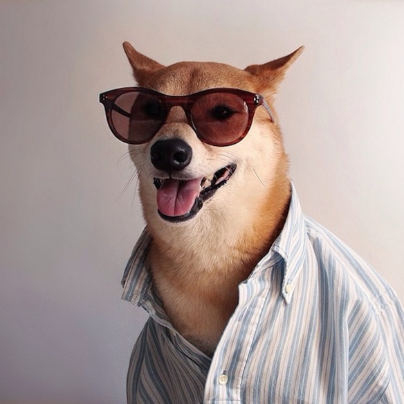 Bodhi, el perro modelo