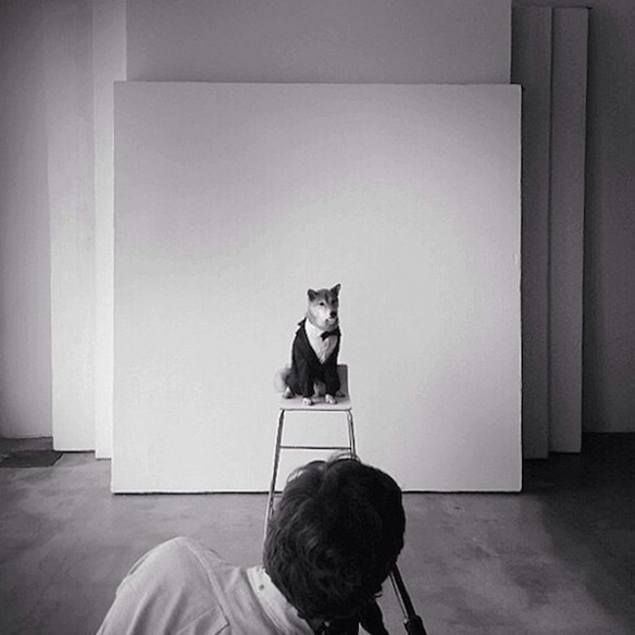 Bodhi, el perro modelo