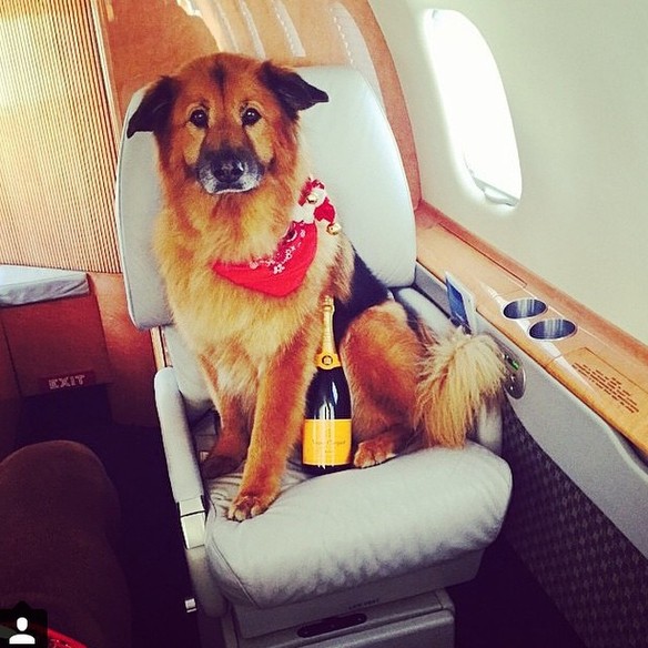 Rich Dogs Of Instagram