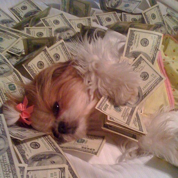 Rich Dogs Of Instagram