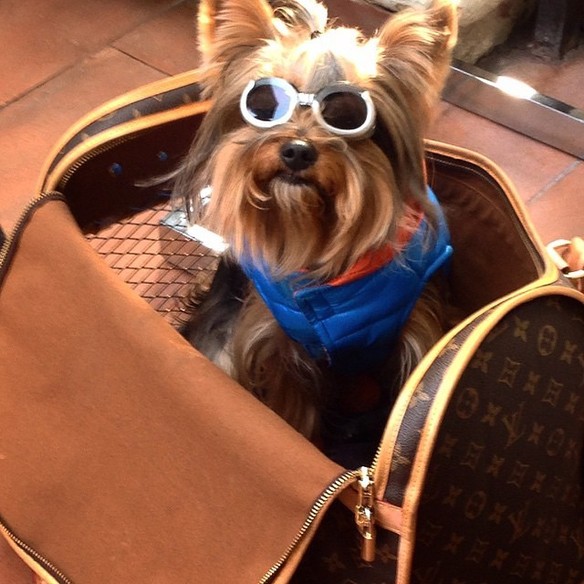 Rich Dogs Of Instagram