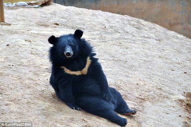 Perritos resultaron ser osos