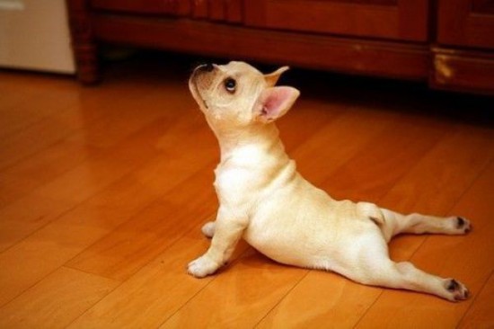 Doga: el yoga con perros