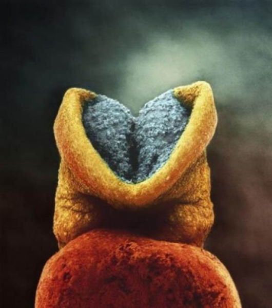 Fotos de cómo se forma el feto