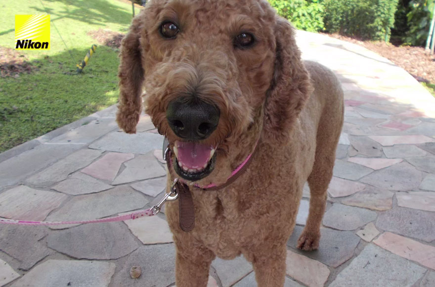 Fotos del primer perro fotógrafo