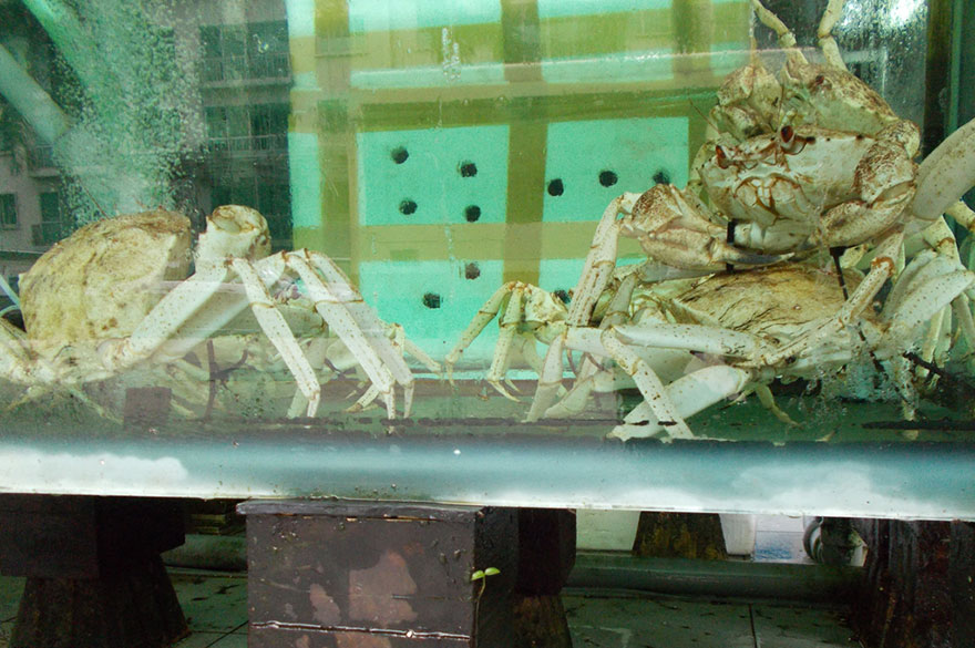 Fotos del primer perro fotógrafo