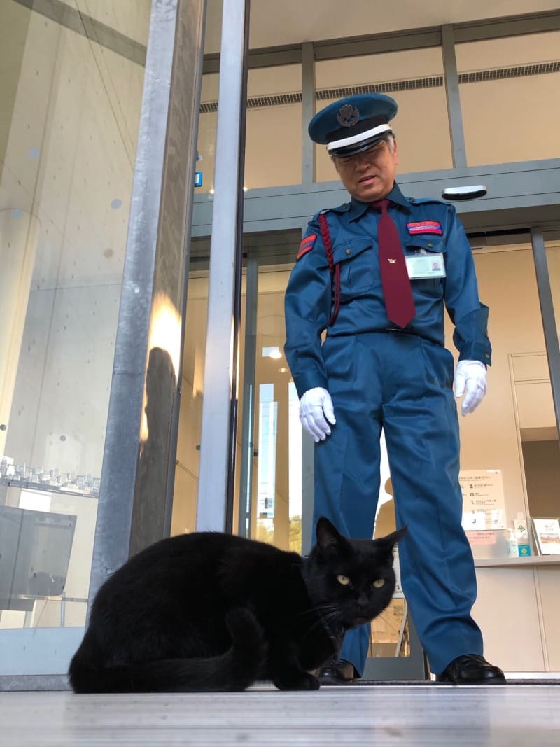 Gatitos intentando entrar en un museo