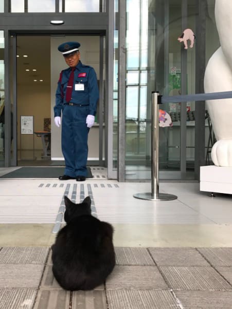 Gatitos intentando entrar en un museo