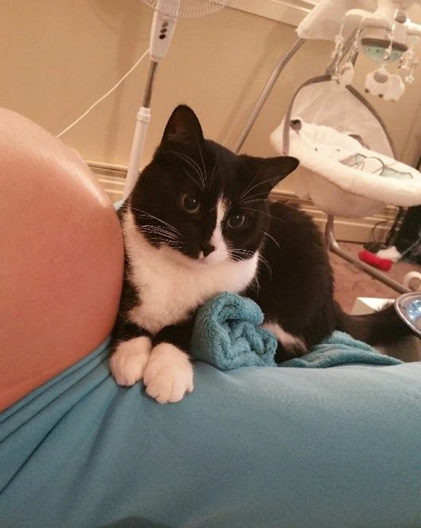 Gato cuida de su dueña y su bebé