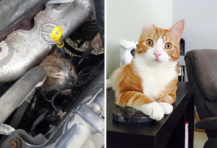 Gatitos antes y después de ser adoptados