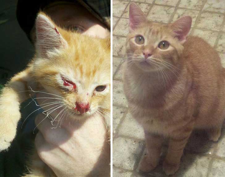 Gatitos antes y después de ser adoptados