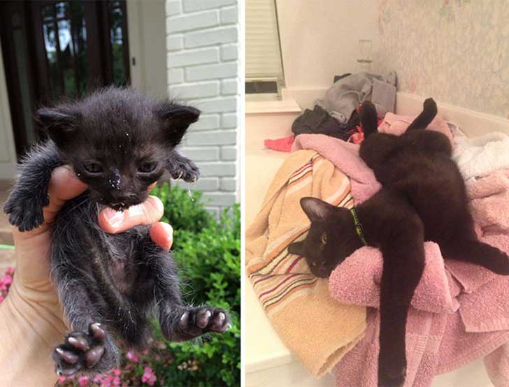 Gatitos antes y después de ser adoptados