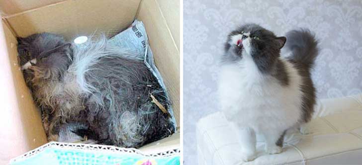 Gatitos antes y después de ser adoptados