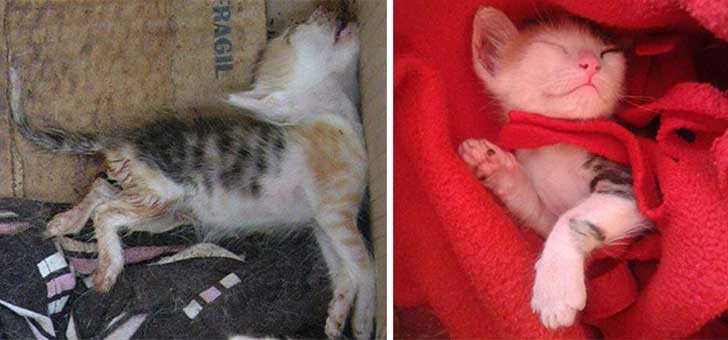 Gatitos antes y después de ser adoptados