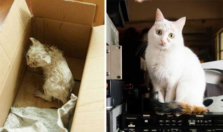Gatitos antes y después de ser adoptados