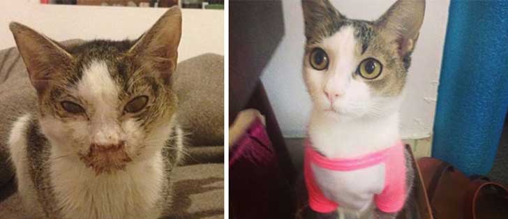 Gatitos antes y después de ser adoptados