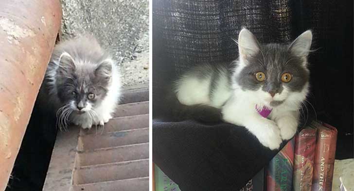 Gatitos antes y después de ser adoptados