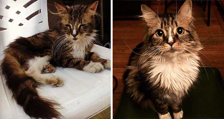 Gatitos antes y después de ser adoptados