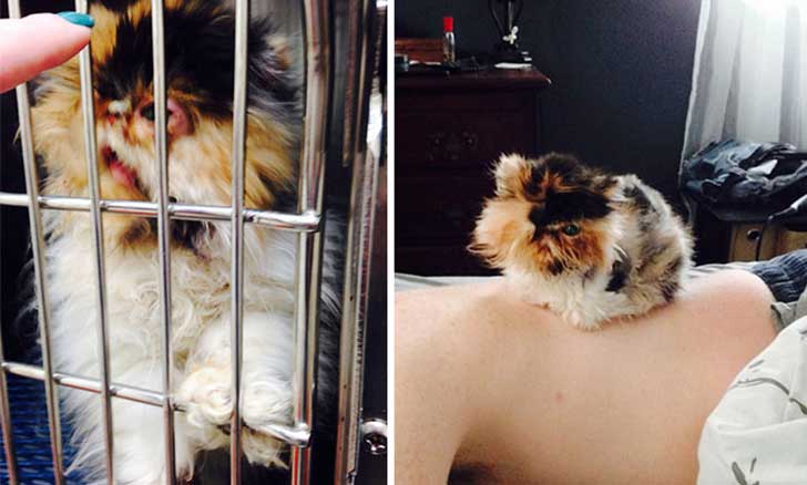 Gatitos antes y después de ser adoptados