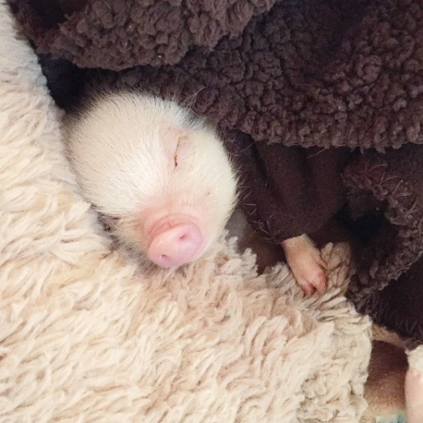 Una niña y su cerdito