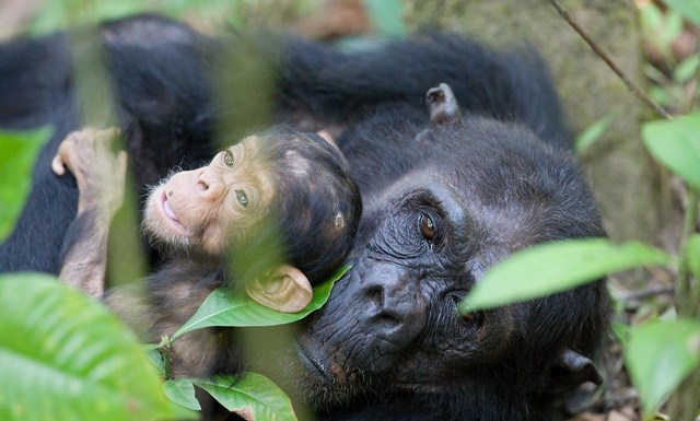 Chimpancé cuida de su cría discapacitada