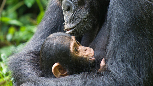 Chimpancé cuida de su cría discapacitada