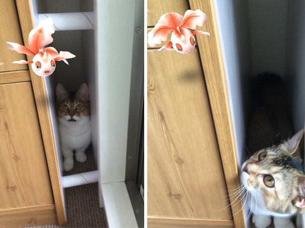 Mascotas encontrando pokémons