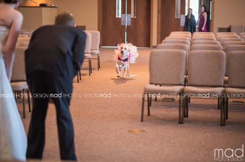 Mujer llevo a su perra al altar