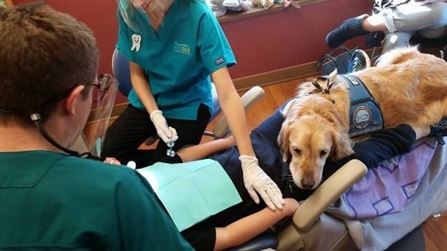 Jojo, el perro que trabaja en el dentista