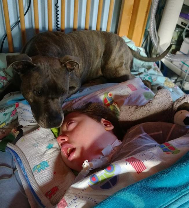 Perros que cuidan de niños