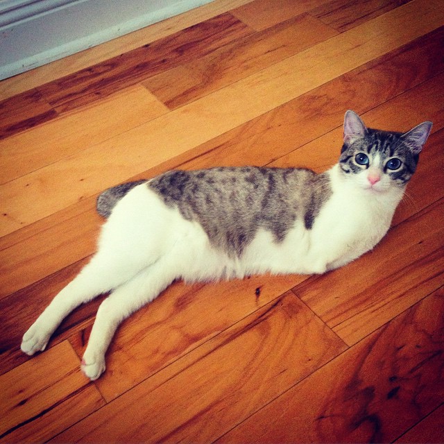 Roux, el gato con dos patas