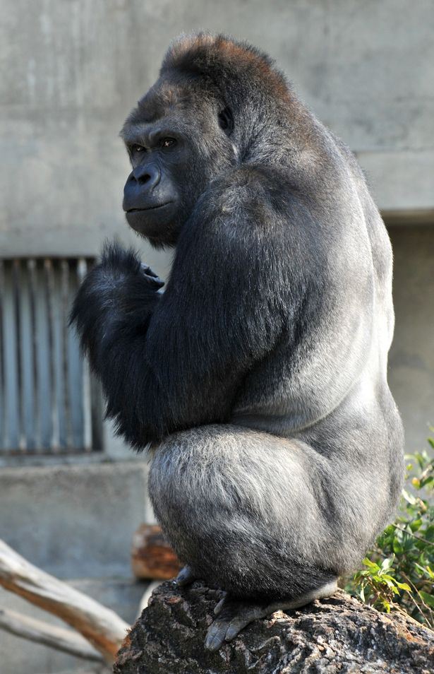 Shabini, el gorila sexy