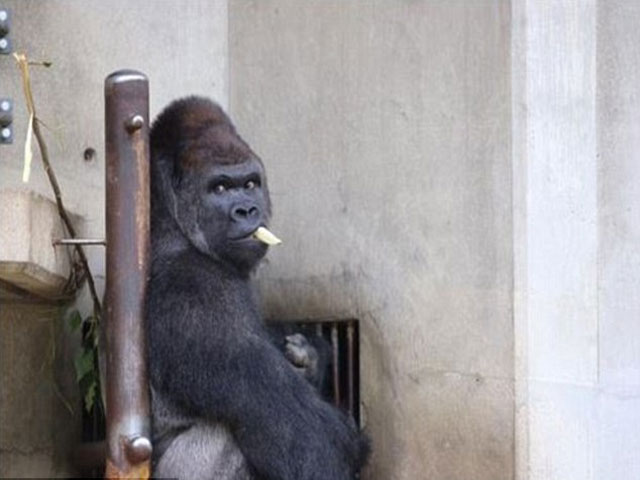 Shabini, el gorila sexy