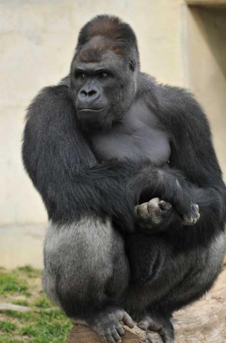 Shabini, el gorila sexy