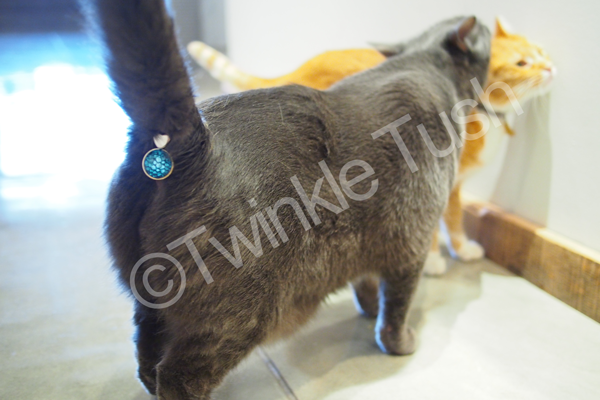 Genitales de perros y gatos brillando con highlighter, ¿no lo ves?